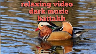 Ducks quacking sound  Relaxing Music [upl. by Cichocki]