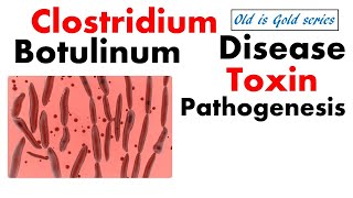 Clostridium Botulinum Microbiology  pathogenesis toxins and disease [upl. by Januisz]