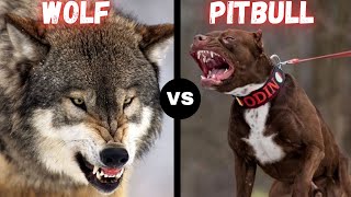 Pitbull vs Wolf  What If They Would Fight [upl. by Nodlehs484]