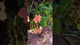 Kocks bauhinia flowers plants garden [upl. by Esinart]