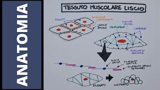 Tessuto muscolare cardiaco e liscio [upl. by Tratner937]