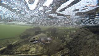 Brook Trout in ULTRA HD 4k Salvelinus fontinalis Under Water Spawning and Life Cycle [upl. by Lattie720]