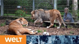 LÜNEBACH Ausgebrochene Raubtiere aus EifelZoo wieder quotin ihrem Gehegequot [upl. by Libre]