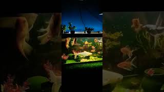 Aquarium setup goldfish shark shivram [upl. by Freed]