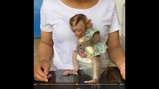 OMG Baby Monkey Eats Banana In A Hurry Then Stuck In Throat [upl. by Otis]