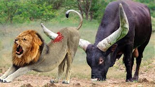 God Gave Strength To Buffalo Leading Herd Rescues His Teammates From Lion Chase  Wild Animal Attack [upl. by Llirred]