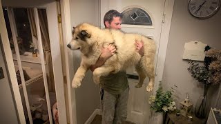 How Much Does A Giant Alaskan Malamute Weigh THEY ARE HEAVY [upl. by Jeavons551]