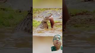 Jaguar vs crocodile animals crocodile hippo crocodile vs hipppo [upl. by Meehahs819]