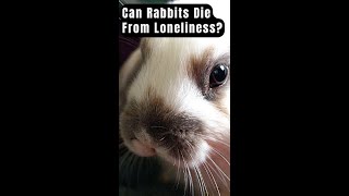 Can Rabbits Die From Loneliness Shorts [upl. by Elyrehc]