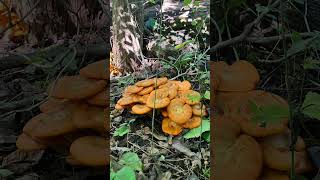 Jackolantern Mushroom 🎃 🍄‍🟫 nature mushroom fungi forest explore mushroomhunting [upl. by Etat]