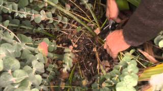 The Shed Online  Pruning Eucalyptus [upl. by Turnbull]