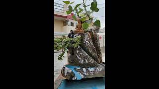 How To Make A Waterfall And Plantation Bonsai Tree On Mountain [upl. by Amelina735]