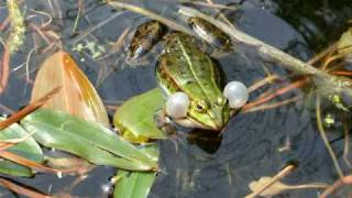 Teichfrosch  Edible frog [upl. by Jonathan]