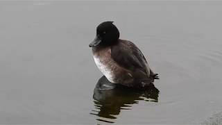 Tufted Duck preening [upl. by Rehctelf]