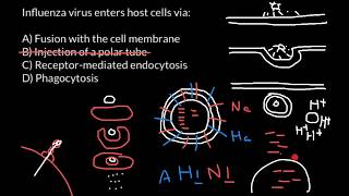 How influenza virus enters the host cell [upl. by Downing]