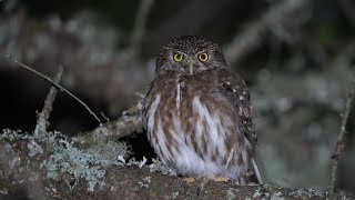 CABURÉ Glaucidium brasilianum [upl. by Johen]