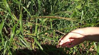 Identificando o capimamargoso Digitaria insularis florescido e perenizado [upl. by Angell71]