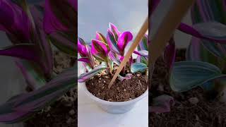 Beautiful cutting flowers pruning plants flower in pot so beautiful beautiful garden flower diy [upl. by Asiak]