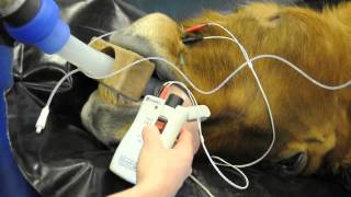 Microstim DB3 Nerve Stimulator  Tetanus and post tetanic count horse lip [upl. by Frankie]