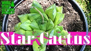 Haworthia Retusa Star Cactus  leaves are very thick triangular translucent green in color [upl. by Nairad]