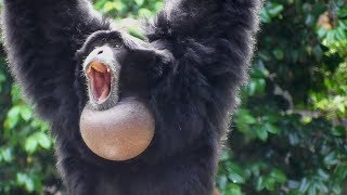 Siamang Gibbons 02  howling and performance [upl. by Herwick579]