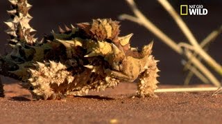 Le moloch horridus ou diable cornu [upl. by Alicsirp]