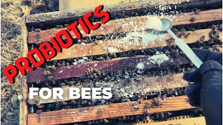 PROBIOTICS for Sick and Healthy Bees  Pollination Sneak Peek [upl. by Yelyac]