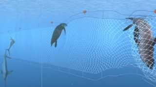 How Seafood is Caught Gillnetting [upl. by Latonia]