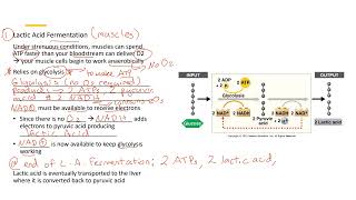 Lactic Acid Fermentation 2 [upl. by Aim]