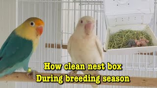 How to clean Love birds nest box [upl. by Denbrook108]