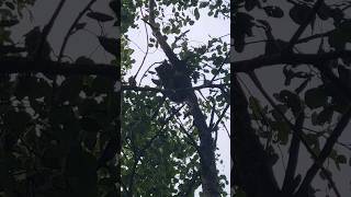 Black and Tan Coonhound Barking and Treeing a Racoon hounddog hunting huntingdog dog outdoors [upl. by Orr]