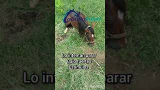 Encefalitis equina en Equinos el día de ayer Espero les sirva de algo en sus diagnóstico clínico [upl. by Kciredohr448]