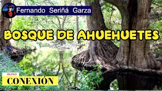 AHUEHUETES BOSQUES DE GALERIA [upl. by Grunberg470]