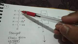 Structure of Pentose sugar Part1 of Lecture 4 of chap6 [upl. by Eniale227]