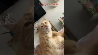 Cute Animals 🐈‍⬛ trending 🐕 FunnyCats Ep 9257 [upl. by Cavit]