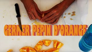 GERMER un pépin dorange à la maison [upl. by Lynden]