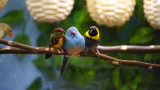 Double Cleaning  Bluecapped Cordonbleu Cuban Finch Orangebreasted Waxbill [upl. by Tedmund671]