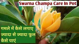 Swarna Champa Care In Pot Maglonia ChampacaSon Champa Fragrance Flowering Plant Care Tips 🌿 [upl. by Suoicul644]