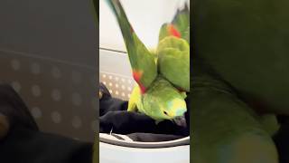 Gerti pomaga składać skarpetki 🤣💚💚💚papuga parrot parrots [upl. by Infield206]