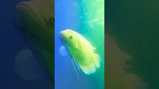 White fish 🐠🐟shortvideo [upl. by Bixby]