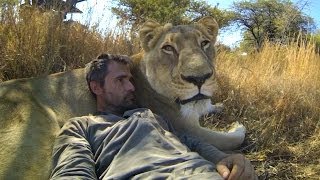 GoPro Lions  The New Endangered Species [upl. by Boudreaux]