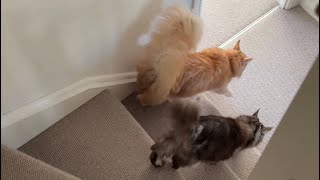 🔊Two Types of Maine Coon Cats Using Stairs ✨ Hoppy Meow Bunny 🖤 vs Hoppy Meow Elephant 🧡 [upl. by Anma]