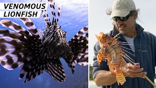 How Bermuda Fishermen Are Leading the Fight Against Venomous Lionfish — Vendors [upl. by Jilli]