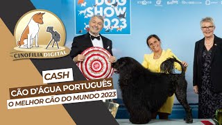 O melhor cão do mundo 2023  World Dog Show 2023  Cinofilia Digital [upl. by Ikcin]