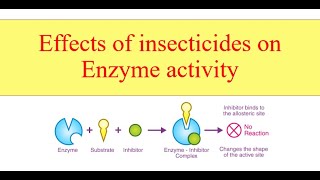 Effects of insecticides on Enzyme activity [upl. by Pinckney]