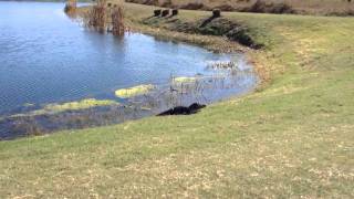 Gator at Ridgewood Lakes Golf Club [upl. by Divd437]