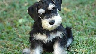 Lo schnauzer [upl. by Pelagi]