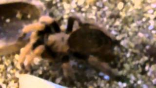 Tarantula Mythbuster Vid 14 Detailed Vid on Achalcodes [upl. by Brant798]