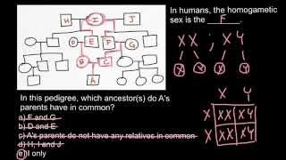 How to analyse a pedigree and find common ancestor by dissent [upl. by Esojnauj803]