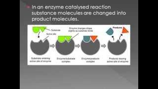 B3 Enzymes [upl. by Javed]